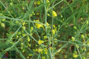 Asparagus officinalis (1)